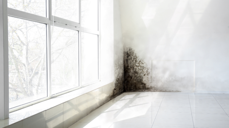 How To Remove Black Mold From Bathroom Safely