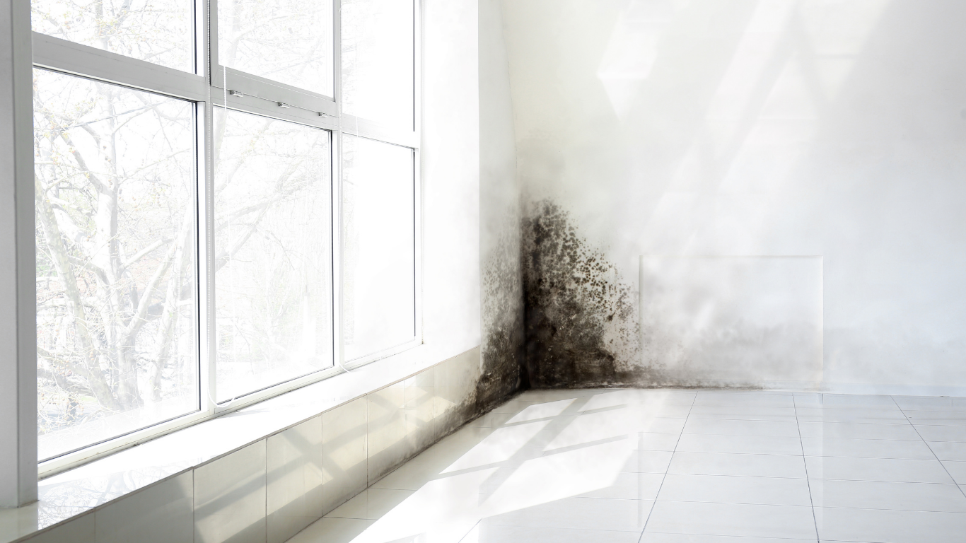 How To Remove Black Mold From Bathroom Safely