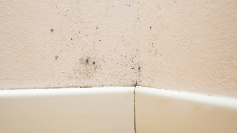 Mold Remediation Process Length