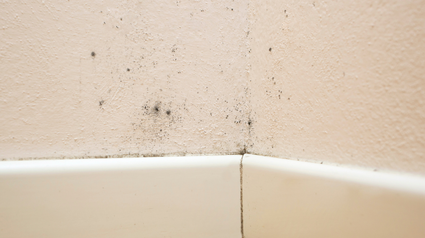 Mold Remediation Process Length
