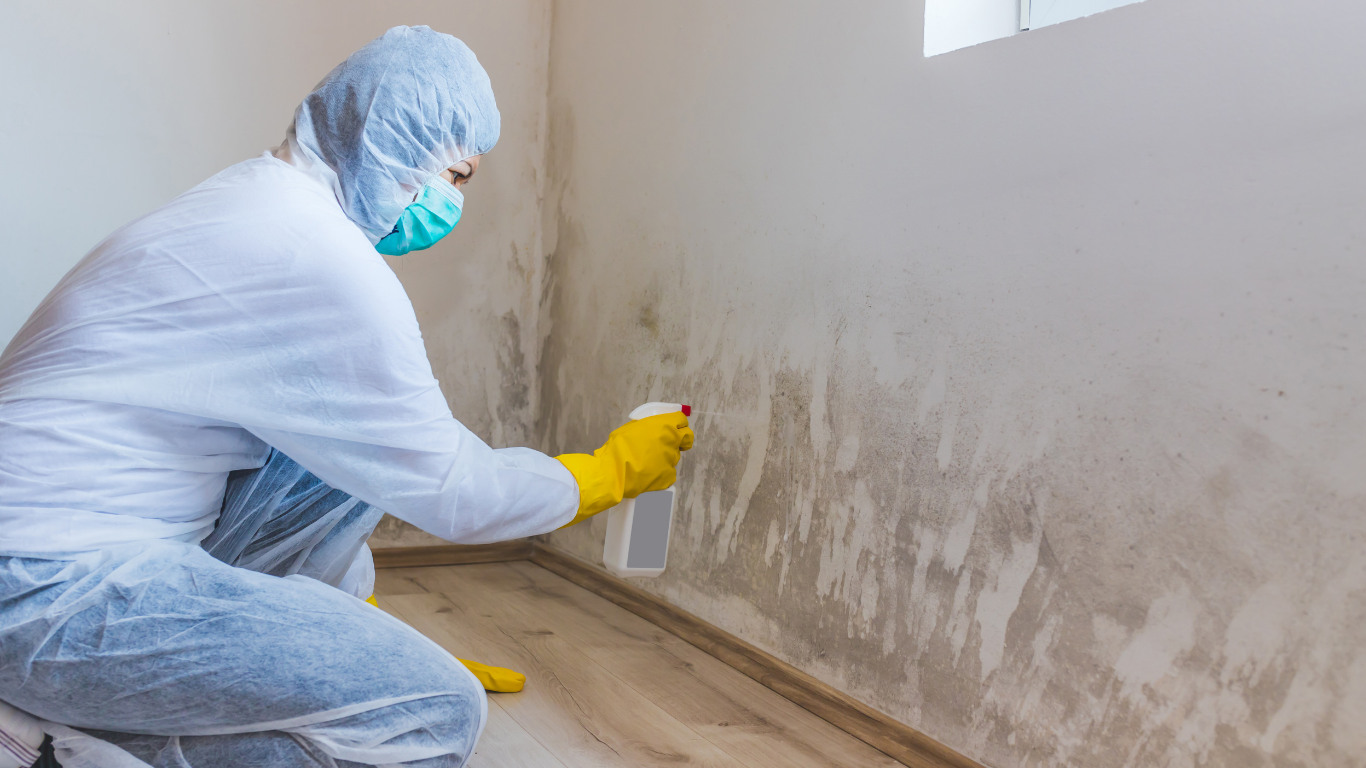 who to call for mold removal near me